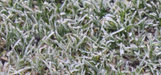 frozen pitch